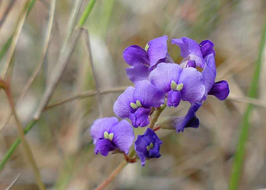 Flower Photograph - Purple Pea by Maryse Jansen