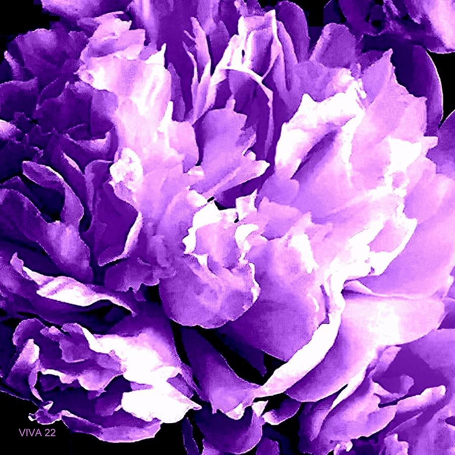 Purple Peony Party Photograph by VIVA Anderson