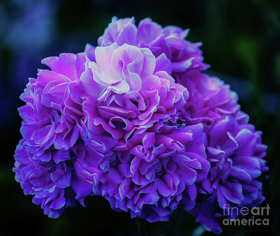 Purple Perfection Floral Photograph by Roberta Byram