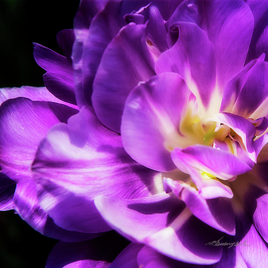Purple Petals Photograph by Alan Hausenflock