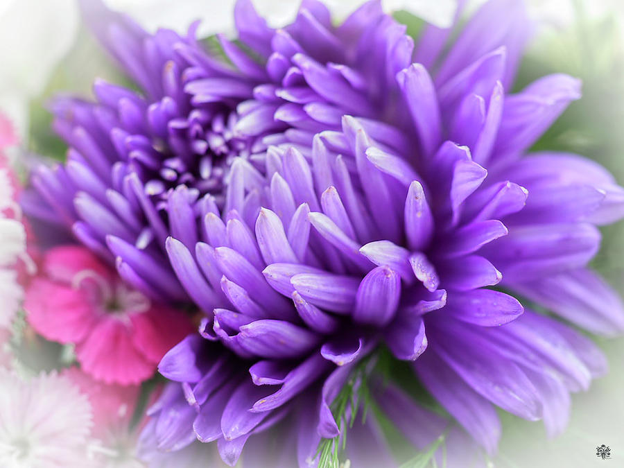 Purple Petals Photograph by Kelly Larson