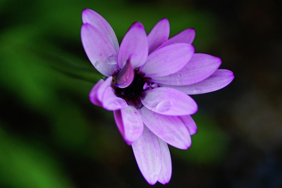 Purple Petals Photograph by Ron Roberts