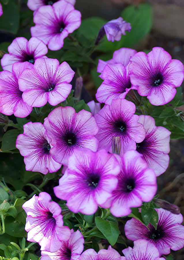 Purple Petunia Bouquet Photograph by Tracey Vivar | Fine Art America