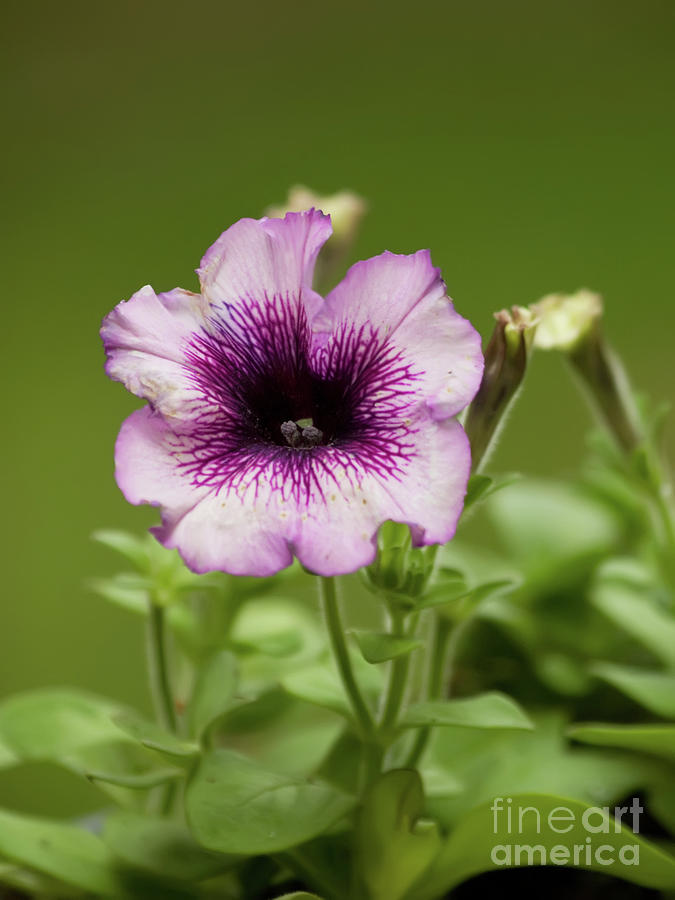 Purple Petunia In Springtime Photograph by Dorothy Lee