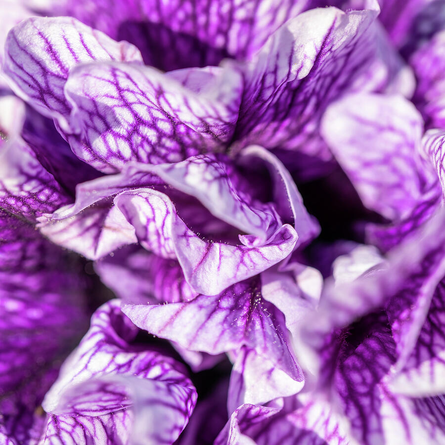 Purple Petunia Macro Abstract Photograph by Tanya C Smith