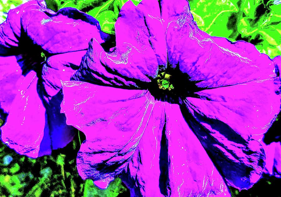 Purple Petunia Photograph by Meghan Gallagher