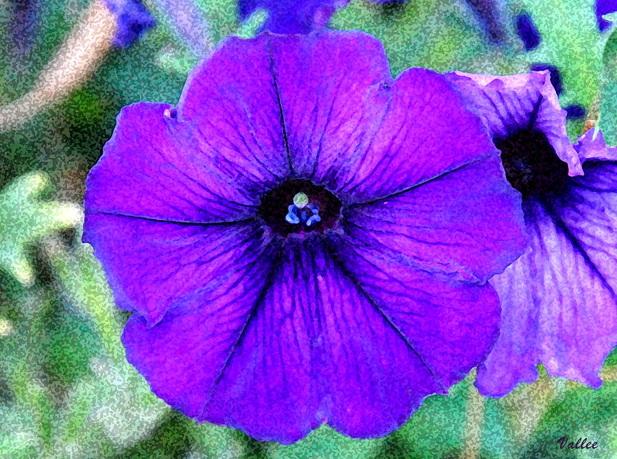 Purple Petunia Digital Art by Vallee Johnson