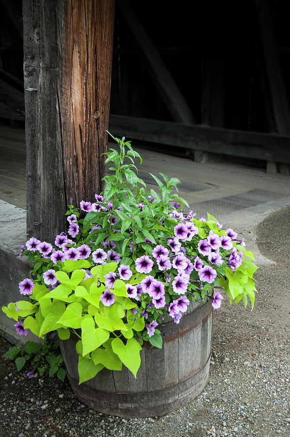 Purple Petunias Photograph by Ginger Stein
