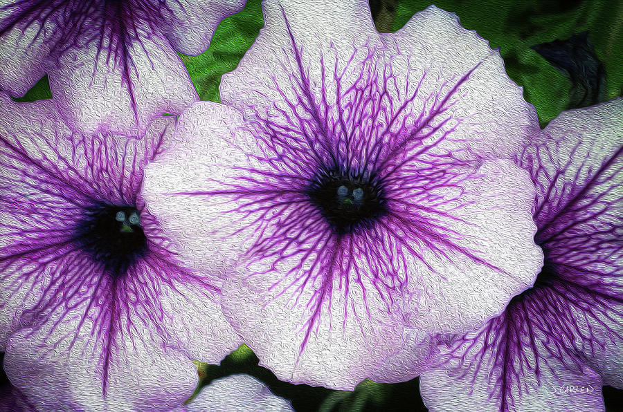 Purple Petunias Photograph by Jim Carlen