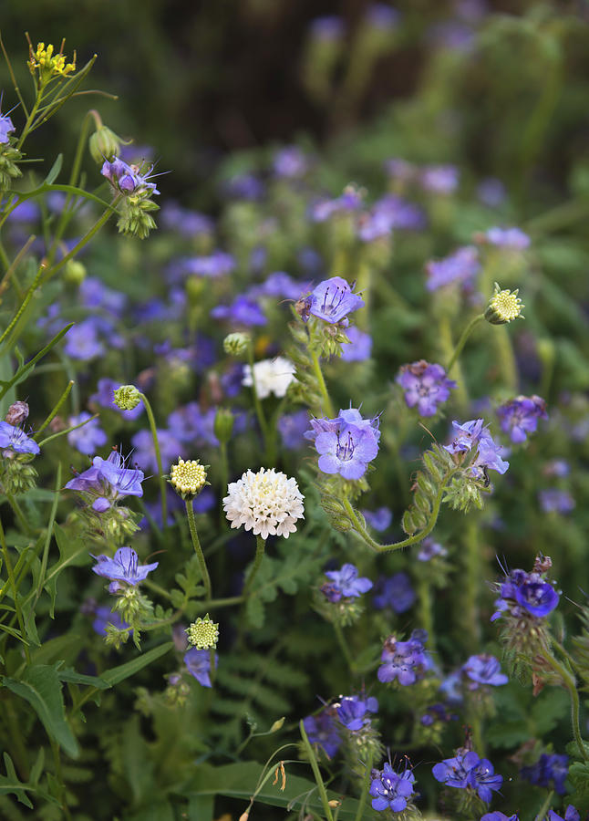 San Diego Photograph - Purple Phacelia and Other Anza Borrego Flowers by William Dunigan