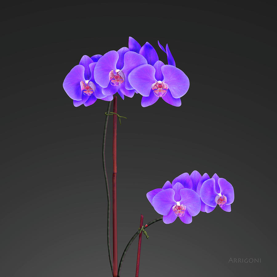 Purple Phalaenopsis Orchids Painting by David Arrigoni