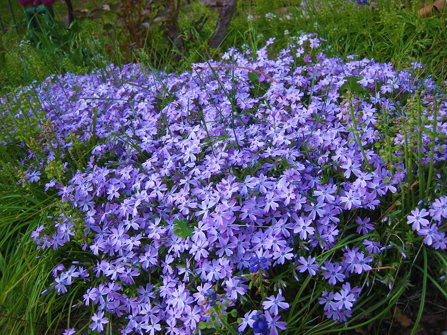 Flowers Photograph - Purple Phlox by Bonnie McKeegan Flowers Photograph - Purple Phlox by Bonnie McKeegan