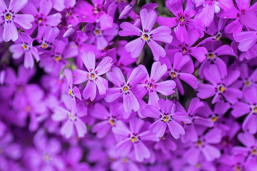 Purple Phlox Subulata Flowers Photograph By Zita Stankova Pixels 7730