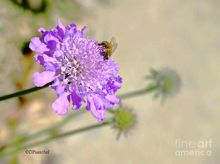 Purple Pincushion and the Bee Photograph by Debby Pueschel
