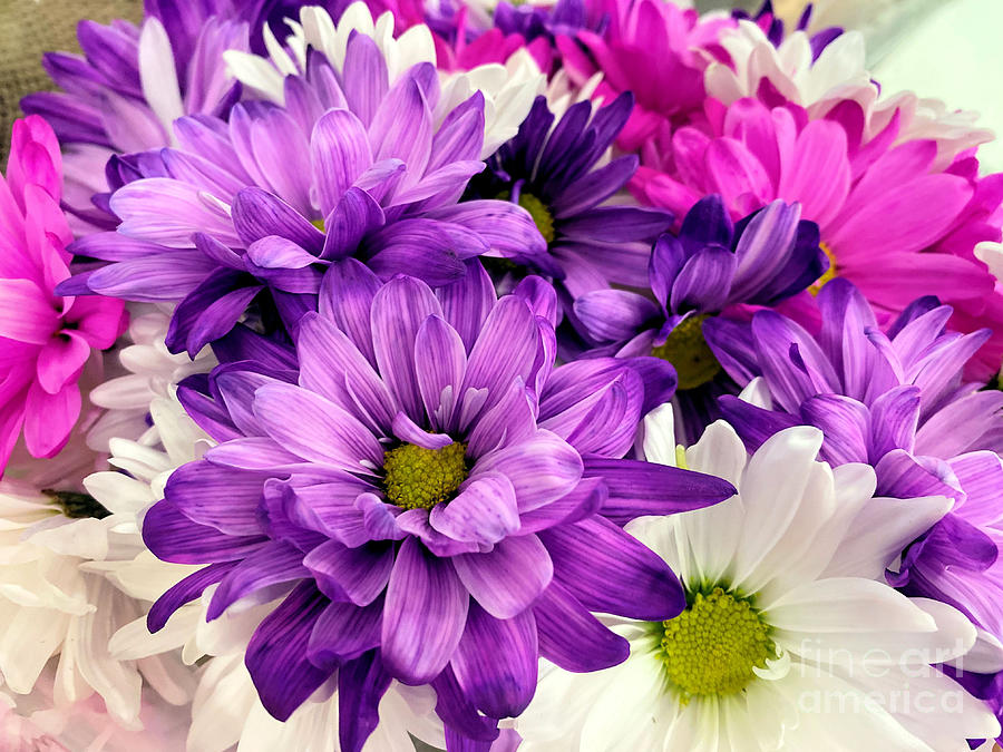 Purple pink and white mums Photograph by Janice Drew