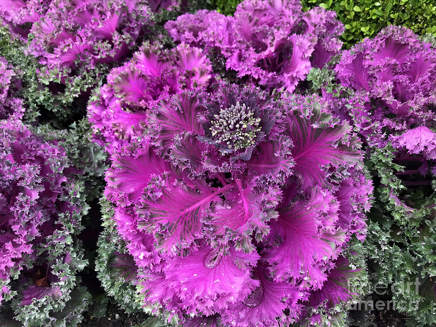 Purple pink cauliflowers in garden Photograph by Sofia Goldberg - Fine ...