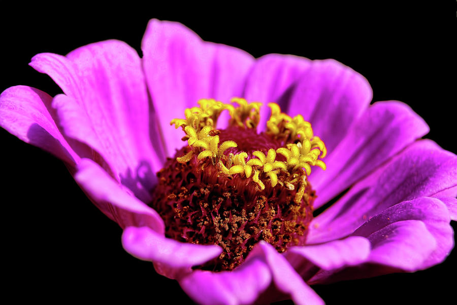 Purple Pink Cosmos Photograph by Alexandras Photography