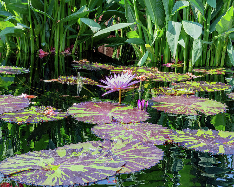 Purple Pink Lily and Lily Pads Photograph by Lisa Blake