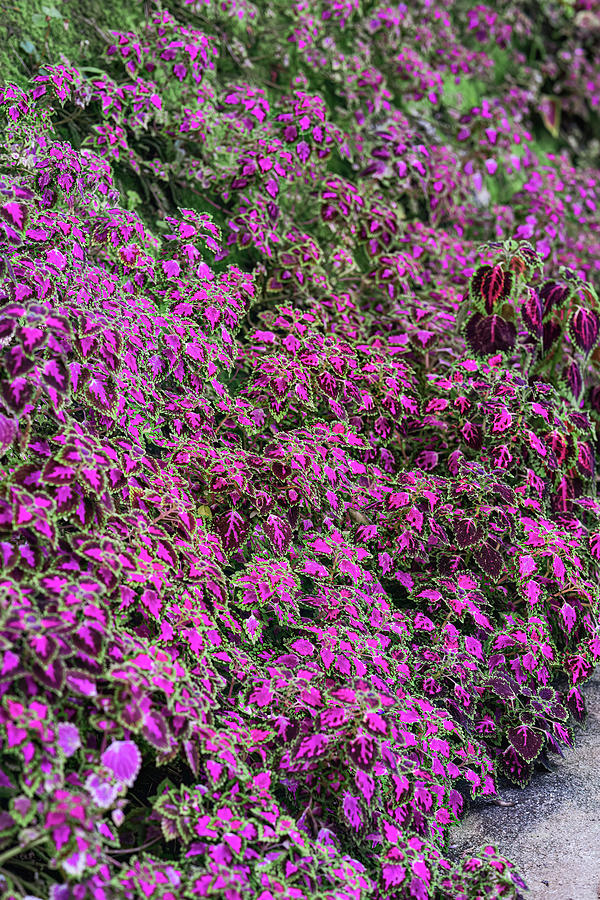 Purple pink plants in the garden in Malaysia. Photograph by Ellinnur ...