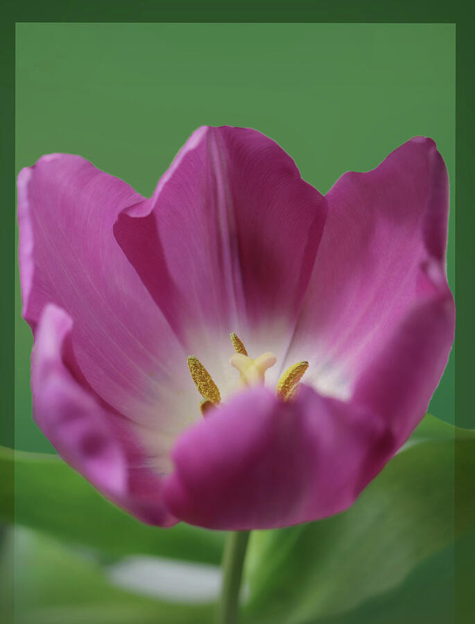 Purple Pink Tulip On Green Photograph by Johanna Hurmerinta