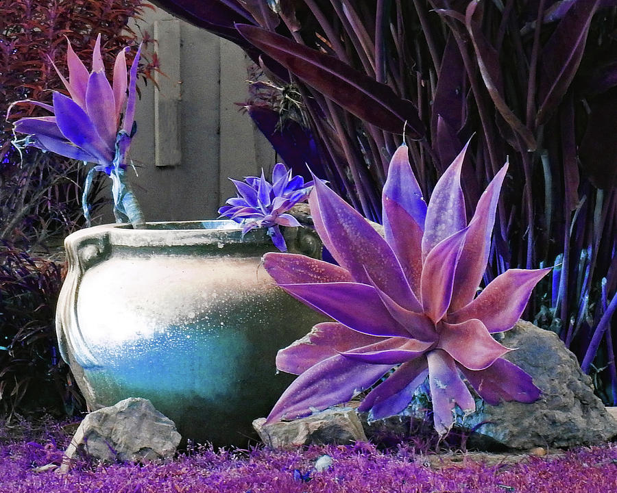 Purple Plants and Planter Photograph by Andrew Lawrence