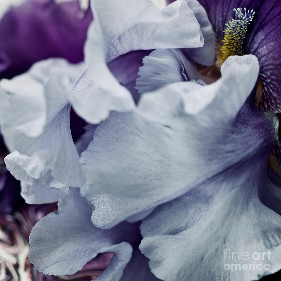 Purple Pleasures of the Iris Sq No. 5023 Photograph by Sherry Hallemeier