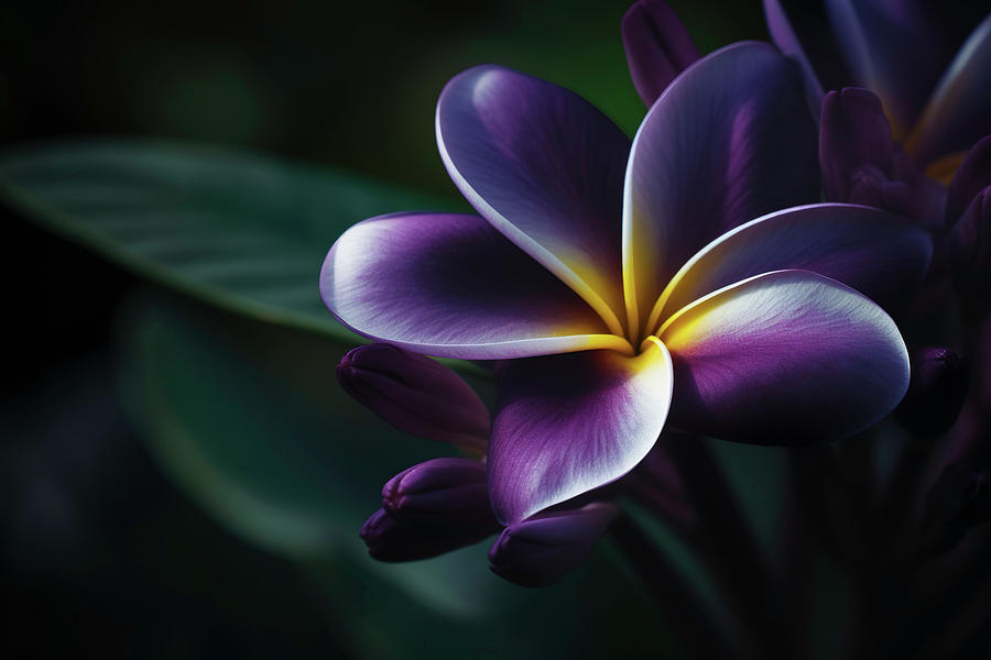 Purple Plumeria 2 Photograph By Athena Mckinzie Fine Art America   Purple Plumeria 2 Athena Mckinzie 