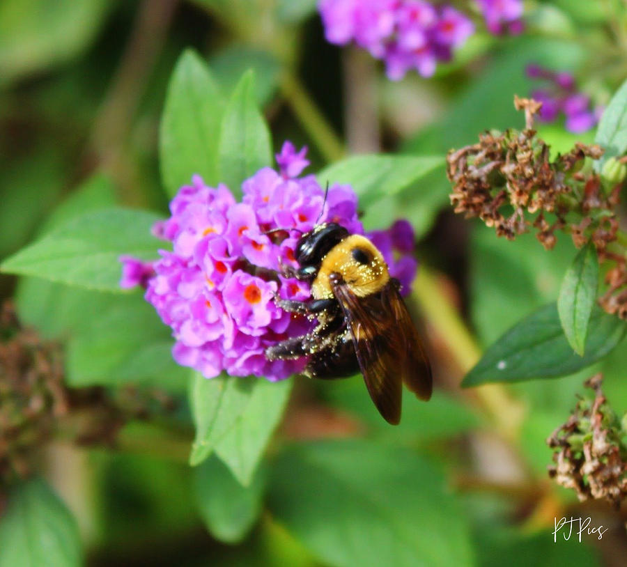 Purple Pollinator Photograph by Pamela Lee Jenkins - Pixels