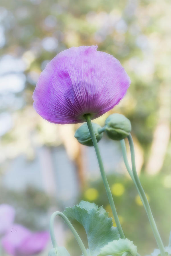 Purple Poppy 2 Photograph by Elaine Teague