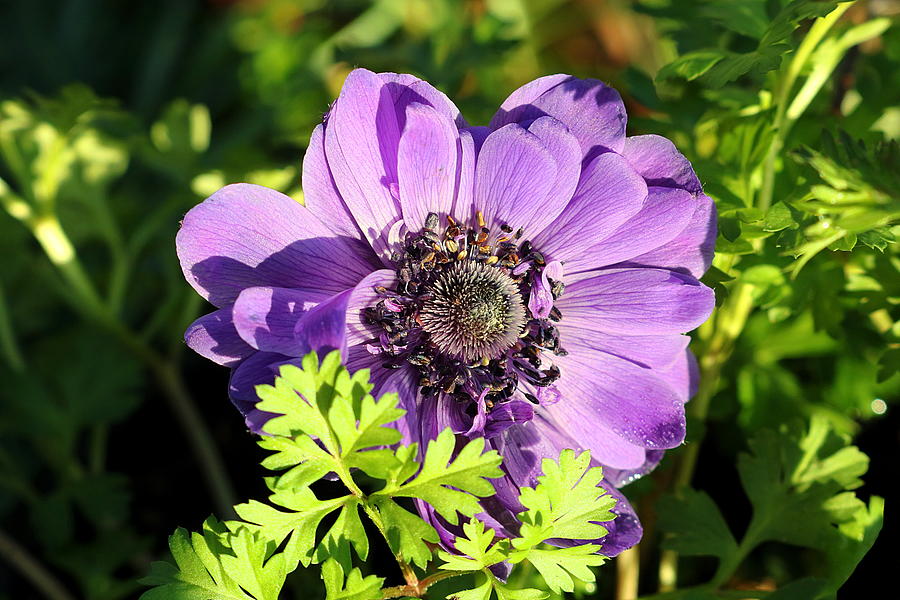 Purple Poppy Anemone Close-up Photograph by Sheila Brown