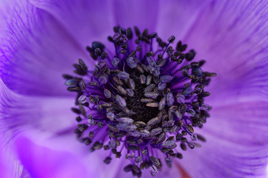 Purple Poppy Anemone Photograph by Iris Richardson - Fine Art America