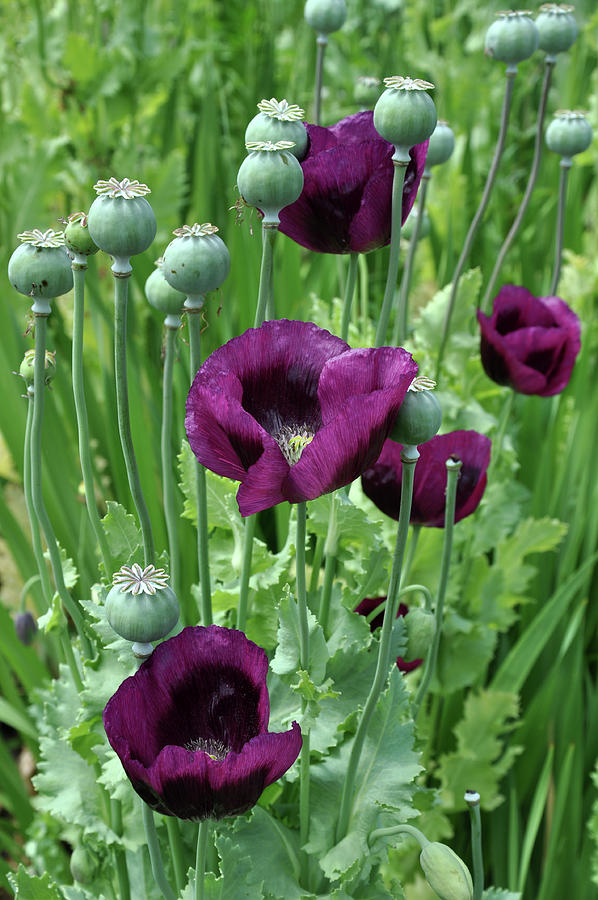 Poppy Photograph - Purple poppy beauty by Perl Photography