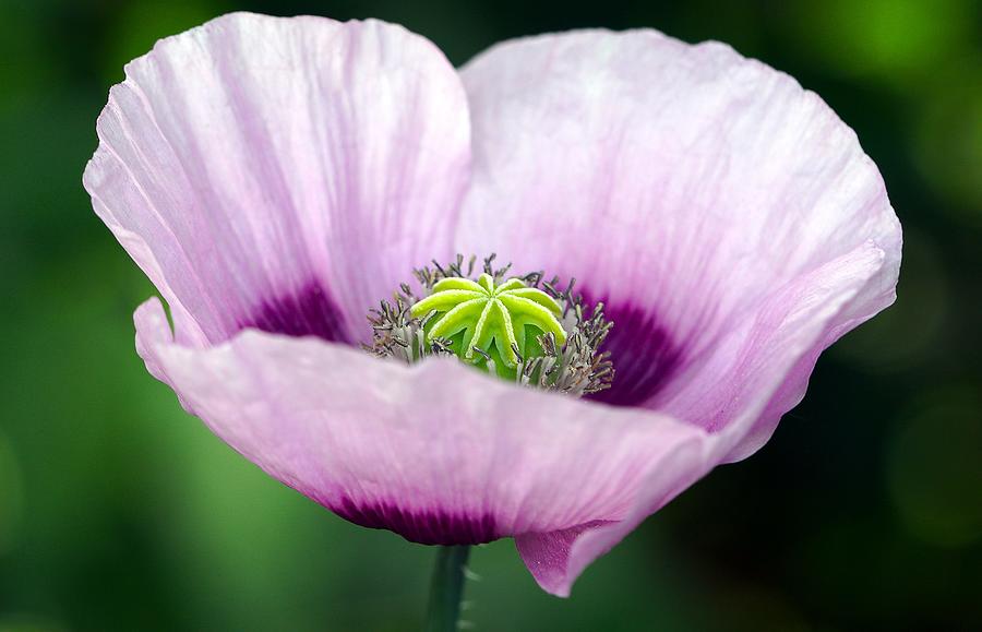 Purple Poppy Closeup  Photograph by World Art Collective