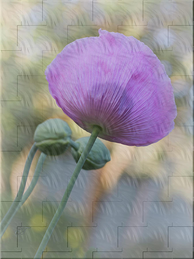 Purple Poppy Photograph by Elaine Teague