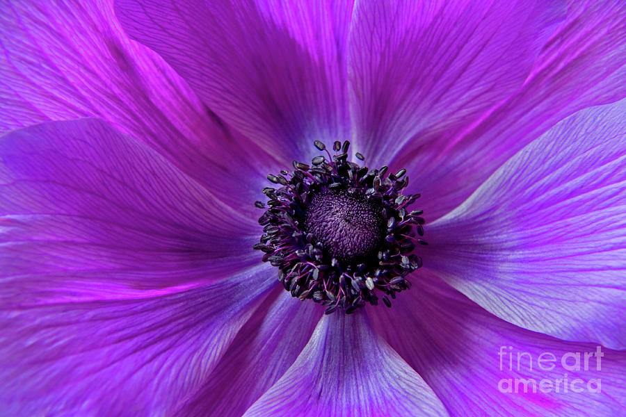 Nature Photograph - Purple Poppy Flower by Julia Hiebaum