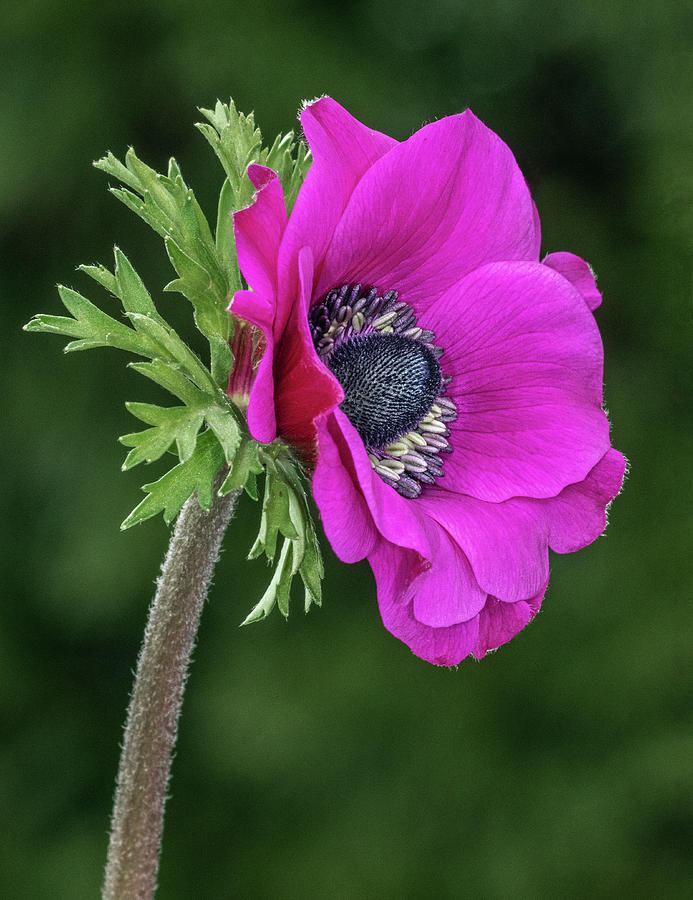 Purple poppy Photograph by Roman Kurywczak