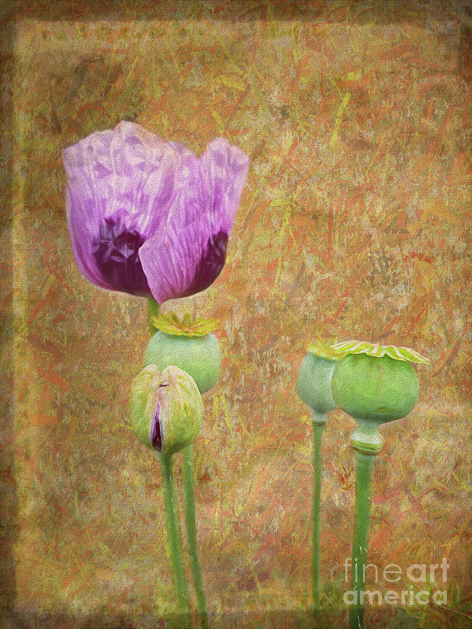 Purple Poppy Photograph by Yvonne Johnstone