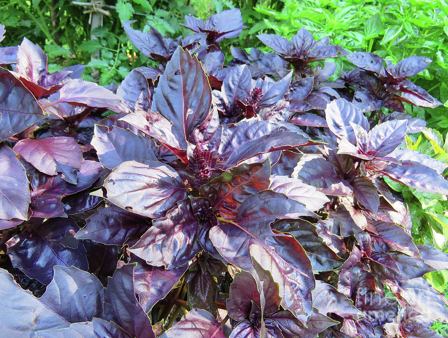 Purple Potted Basil at the Tomato Maze. The Victory Garden Collection. Photograph by Amy E Fraser