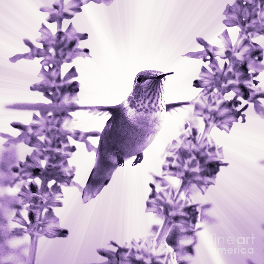 Purple Power Hummingbird Photograph by Carol Groenen