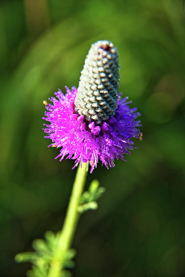 Rockford Photograph - Purple Prairie Clover 2 by Bonfire Photography