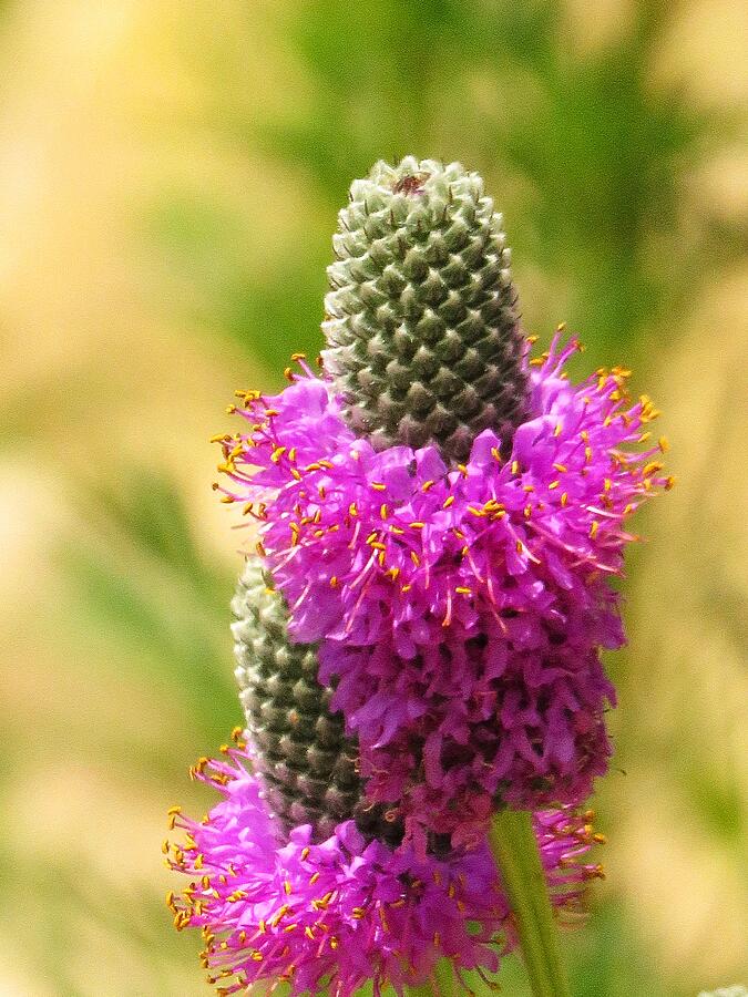 Purple Prairie Clover Photograph by Lori Frisch - Fine Art America