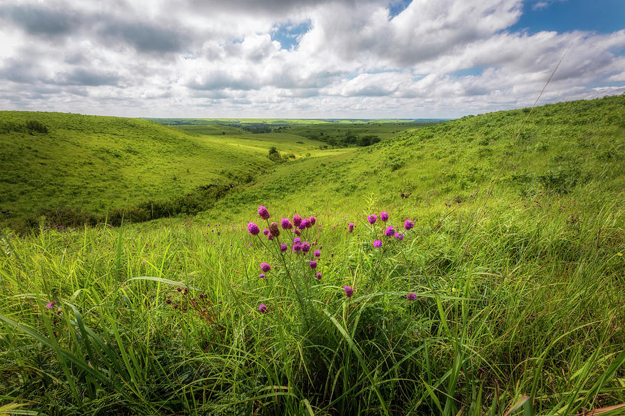 Purple Prairie Clover Photograph by Scott Bean