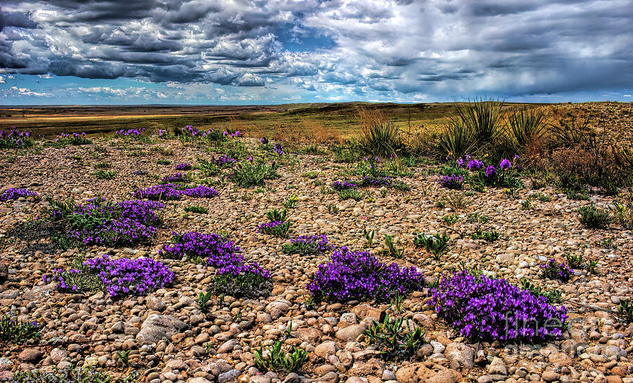 Purple Prairie Photograph by Jim Garrison