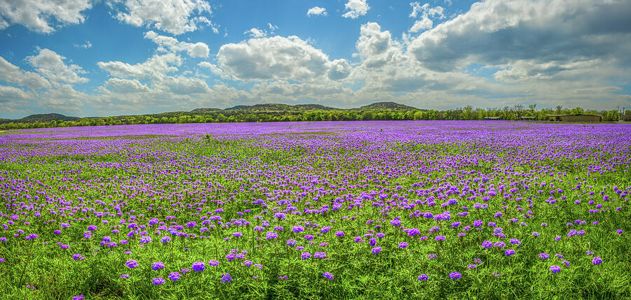 Purple Prairie Verbena Panorama Photograph by Lynn Bauer
