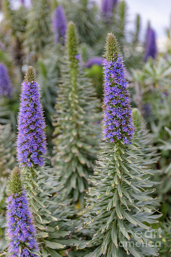 Purple Pride Of Madeira Photograph By Janice Noto