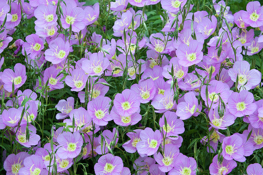 Purple Primrose Photograph by Eggers Photography