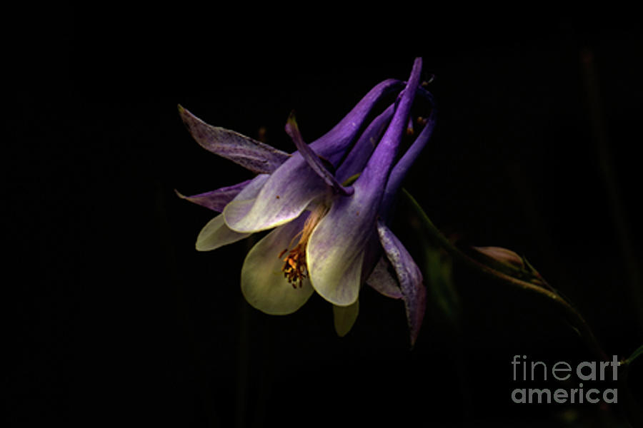 Flowers Still Life Photograph - Purple Princess by Debbie Lind