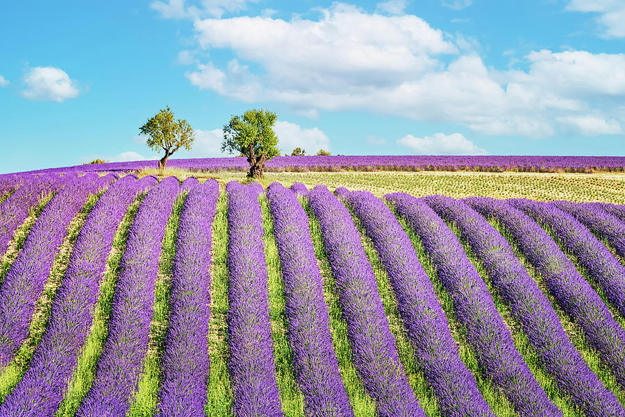 Summer Photograph - Purple Provence by Manjik Pictures