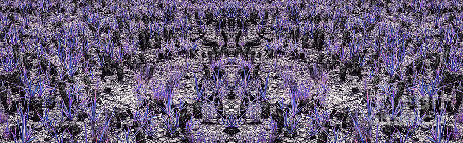 Pattern Digital Art - Purple psychedelic plants of Cerrado, Canela de Ema by Vinicius Bacarin