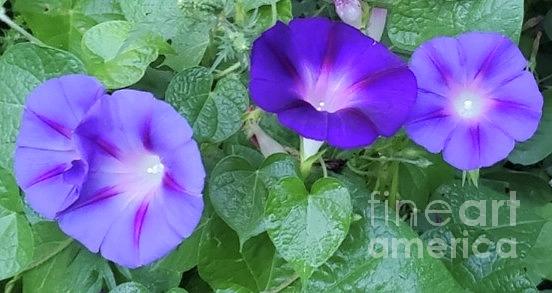 Flower Photograph - Purple Quartet by Dave Cotton